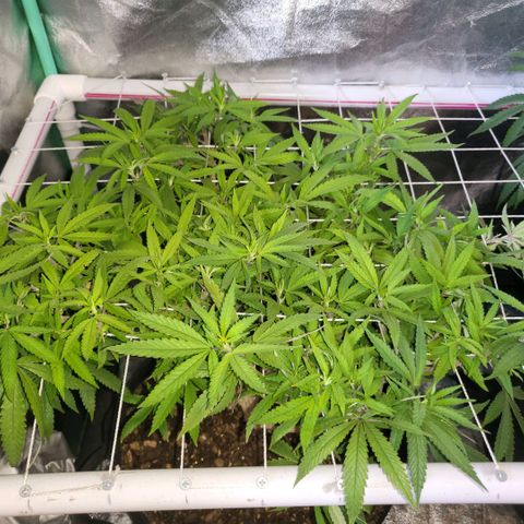 Haze  #1 growlog photo: Before defoliation 