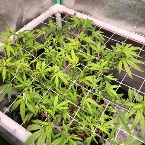 Haze  #1 growlog photo: After defoliation 