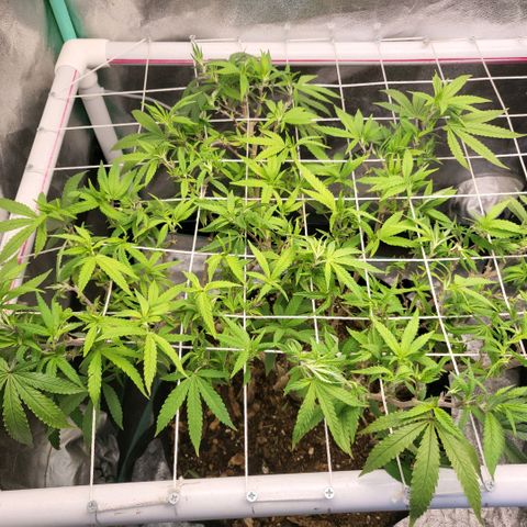 Haze  #1 growlog photo: After defoliation 