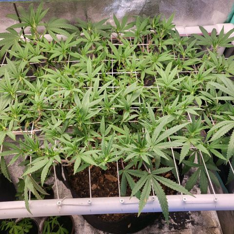 Haze  #2 growlog timeline photo