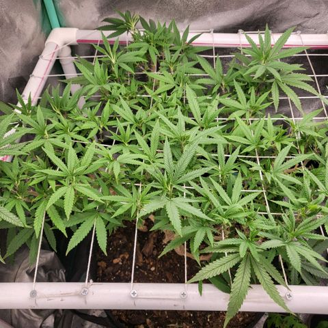 Haze  #1 growlog timeline photo
