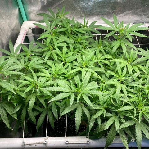 Haze  #1 growlog timeline photo