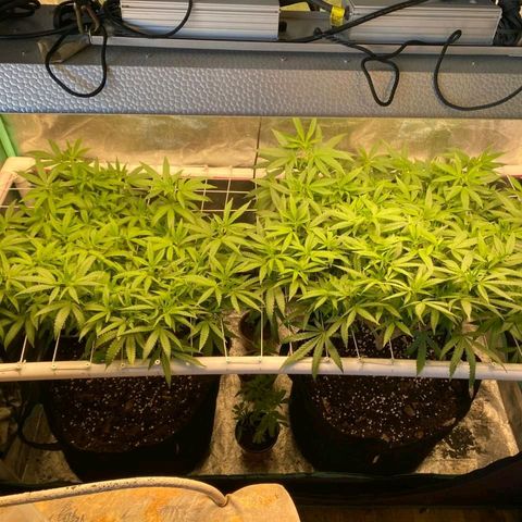 Haze  #2 growlog timeline photo