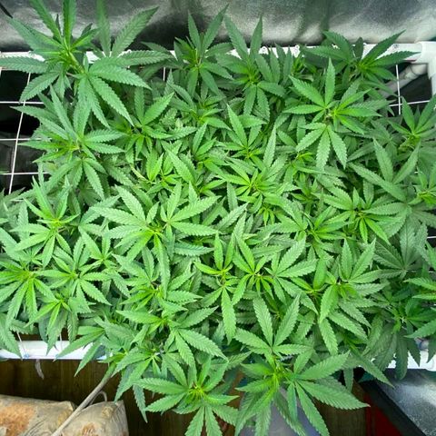 Haze  #2 growlog timeline photo