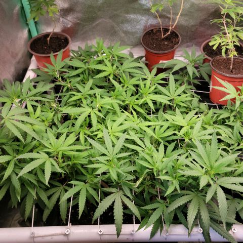 Haze  #1 growlog timeline photo