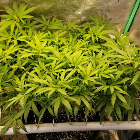 Haze  #2 growlog timeline photo
