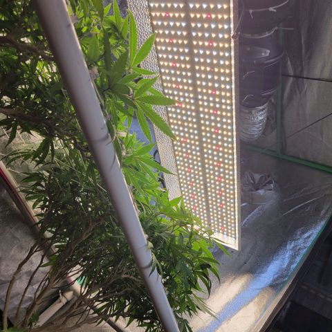 Haze  #2 growlog photo: Below canopy before  trim