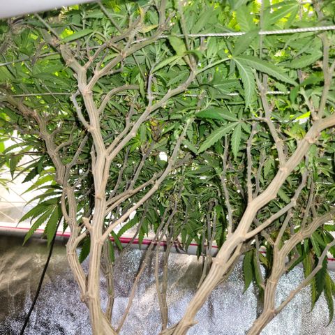 Haze  #2 growlog photo: Below canopy before  trim