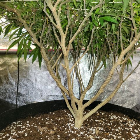 Haze  #2 growlog photo: Below canopy before  trim