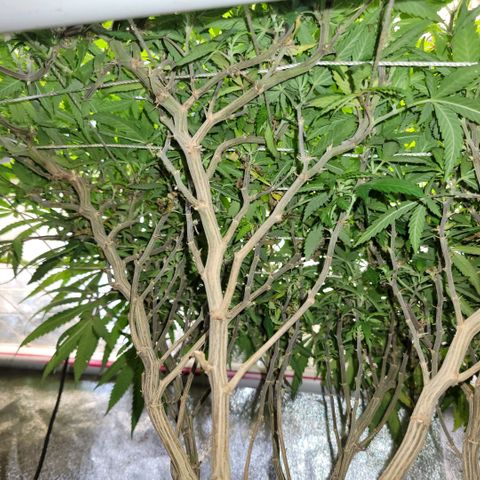 Haze  #2 growlog photo: Below canopy before  trim