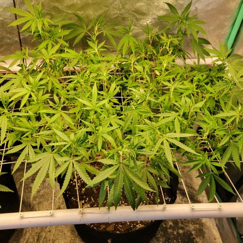 Haze  #2 growlog photo: After defoliation and lollipoping 