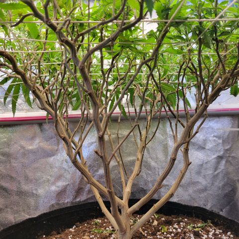 Haze  #2 growlog photo: After defoliation and lollipoping 