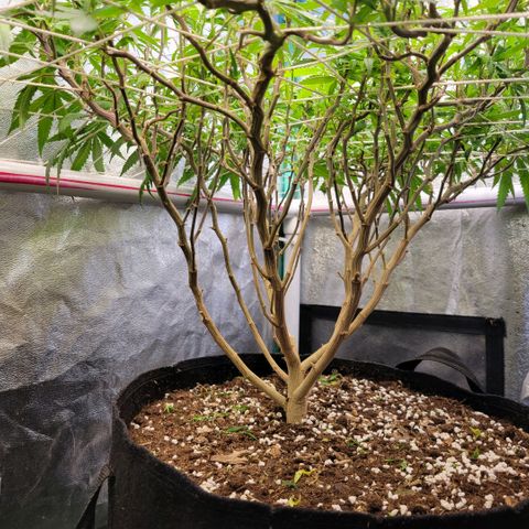Haze  #2 growlog photo: After defoliation and lollipoping 