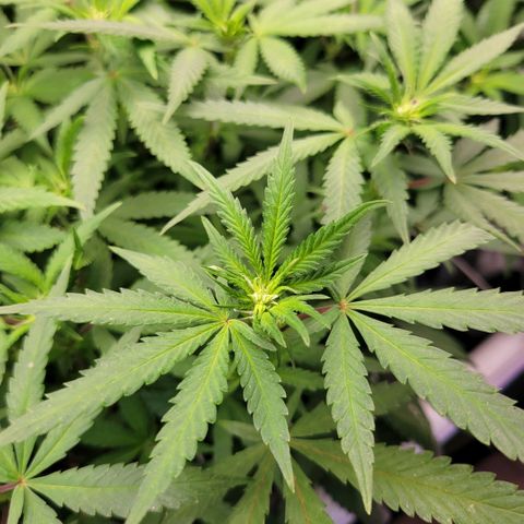 Haze  #2 growlog timeline photo