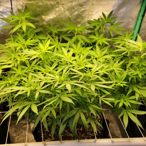 Haze  #2 growlog timeline photo