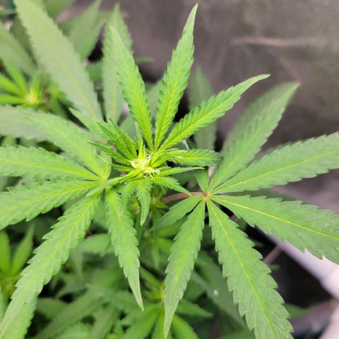 Haze  #2 growlog timeline photo
