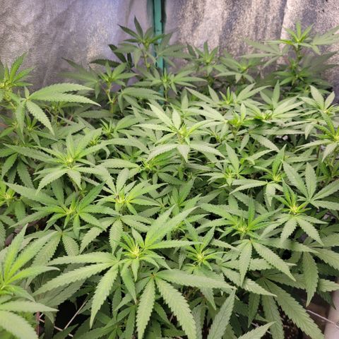 Haze  #2 growlog timeline photo
