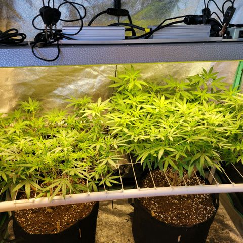 Haze  #2 growlog timeline photo