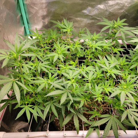 Haze  #1 growlog timeline photo