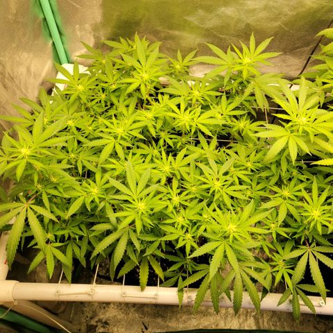 Haze  #1 growlog timeline photo