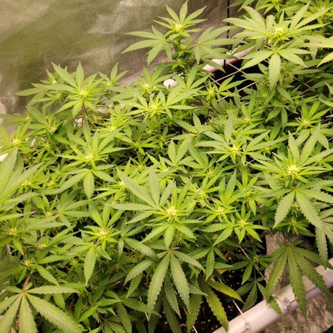 Haze  #1 growlog timeline photo