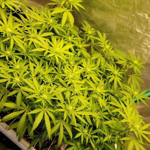 Haze  #2 growlog timeline photo