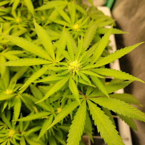Haze  #2 growlog timeline photo
