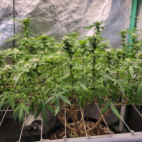 Haze  #2 growlog timeline photo