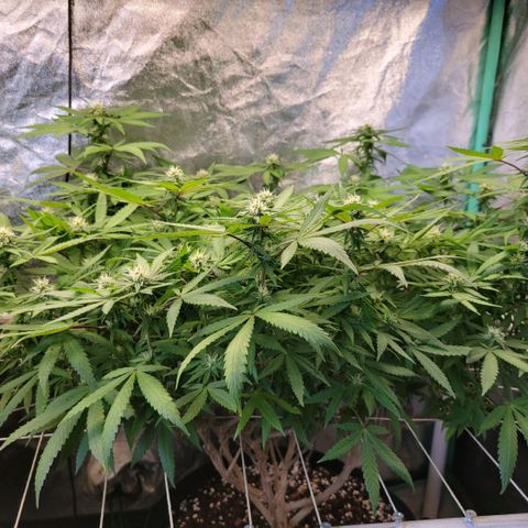 Haze  #2 growlog timeline photo