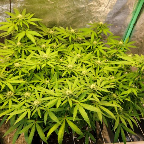 Haze  #2 growlog timeline photo