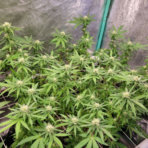 Haze  #2 growlog timeline photo