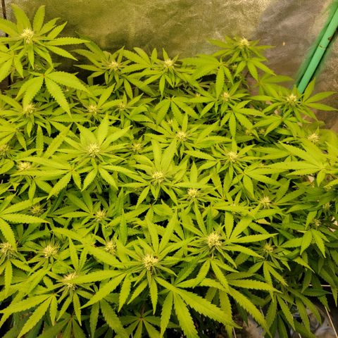 Haze  #2 growlog timeline photo