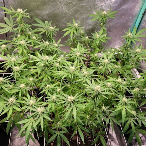 Haze  #2 growlog timeline photo