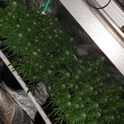 Haze  #2 growlog timeline photo