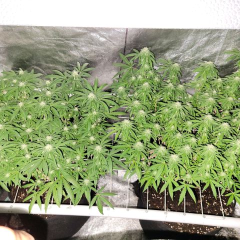Haze  #2 growlog timeline photo
