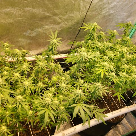 Haze  #2 growlog timeline photo