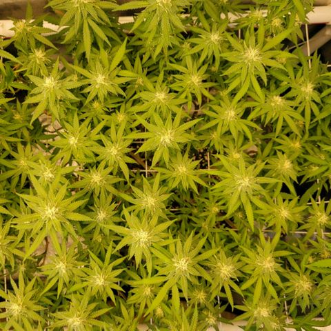 Haze  #2 growlog timeline photo
