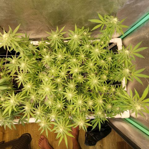 Haze  #2 growlog timeline photo