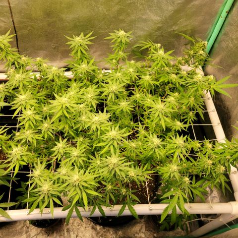 Haze  #2 growlog timeline photo