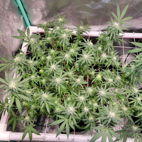 Haze  #1 growlog timeline photo