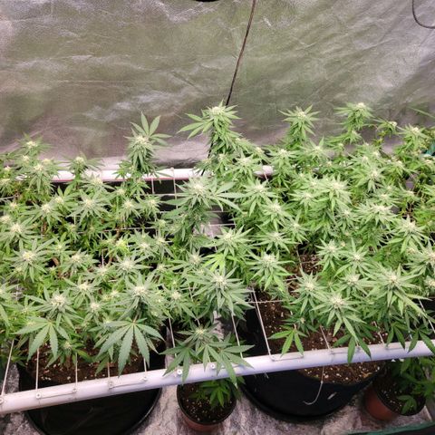 Haze  #1 growlog timeline photo