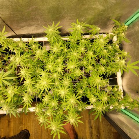 Haze  #2 growlog timeline photo
