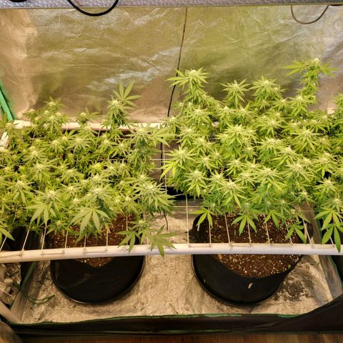 Haze  #1 growlog timeline photo