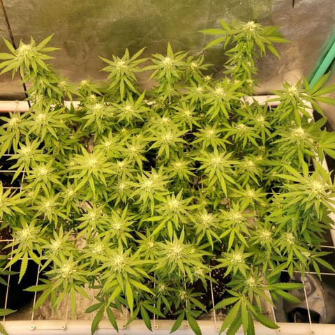 Haze  #2 growlog timeline photo
