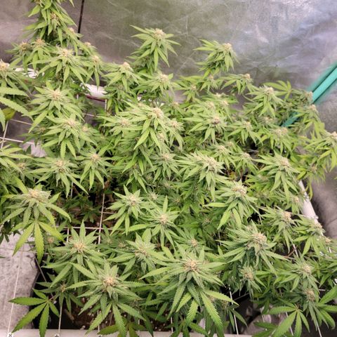 Haze  #2 growlog timeline photo