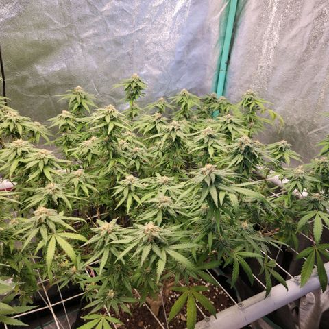 Haze  #2 growlog timeline photo