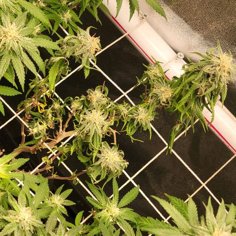 Haze  #1 growlog photo: Branch died due to partial root rot 