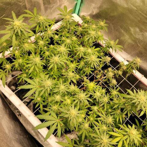Haze  #1 growlog photo: Branch died due to partial root rot 