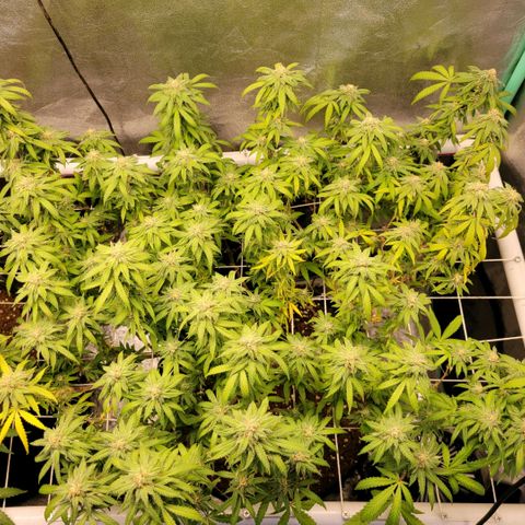 Haze  #2 growlog timeline photo