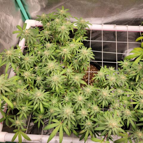 Haze  #1 growlog timeline photo